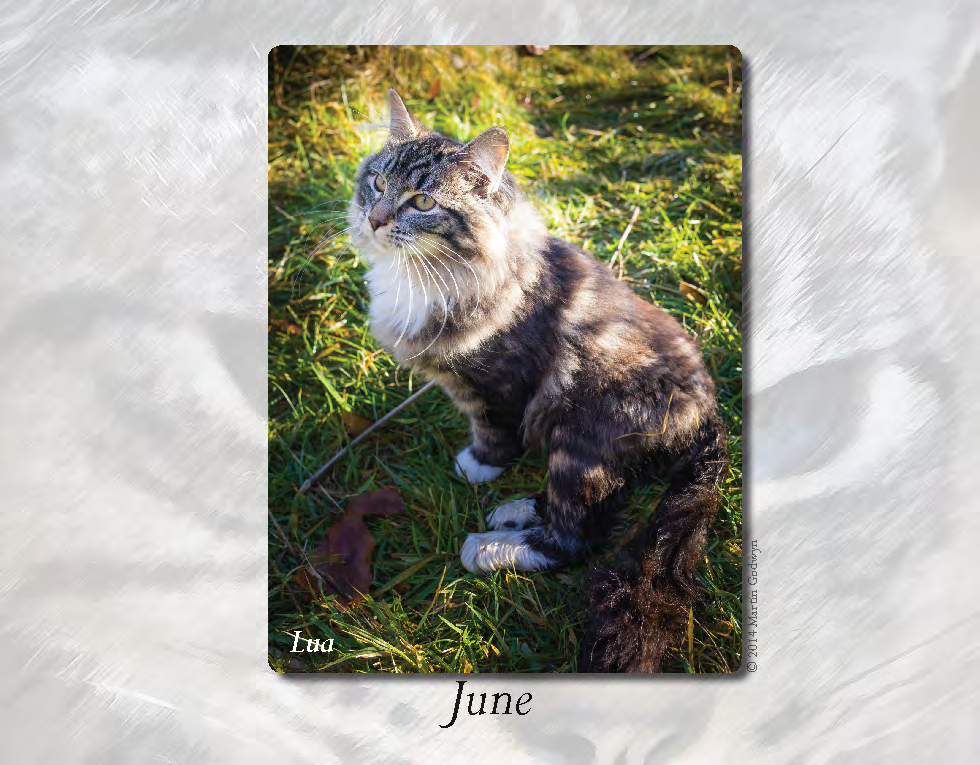 VOKRA 2015 Calendar_June only_Page_1