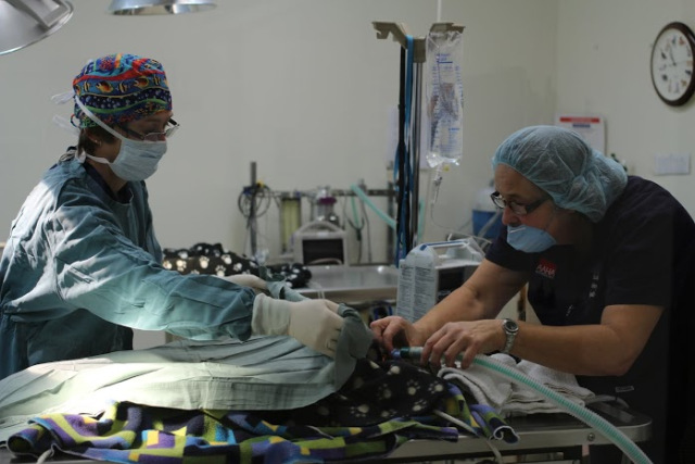 Dr. Chris Armstrong begins an ovariohysterectomy/spay on one of the female cats.