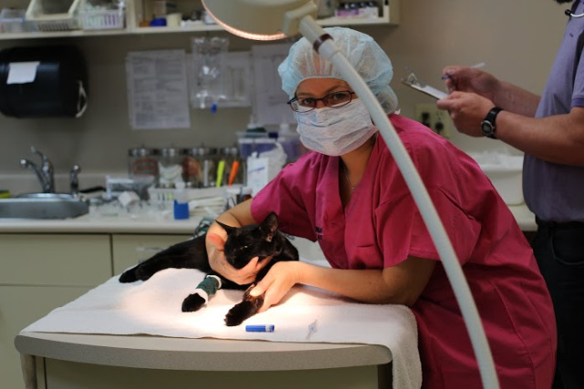 Dr. Irene O'Brian getting kitties ready for their surgery.