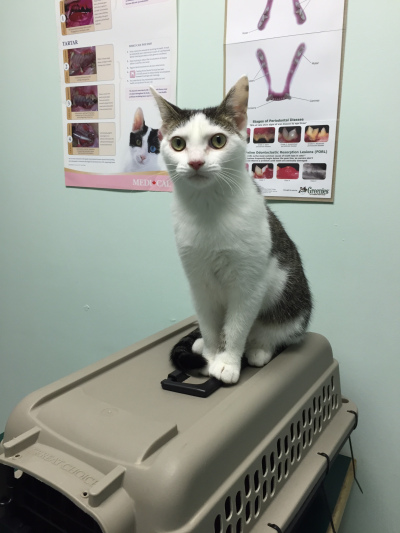 Alice at one of her many vet visits