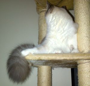 Boo's tail