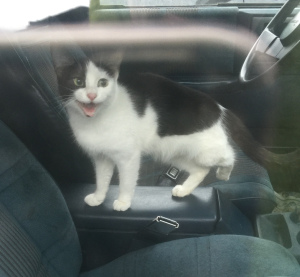 Mama cat in the car