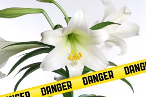 easter-lily-danger