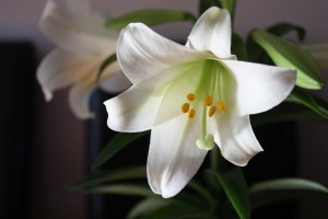Easter-Lily