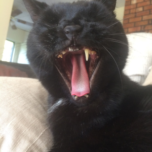 spooky_yawn